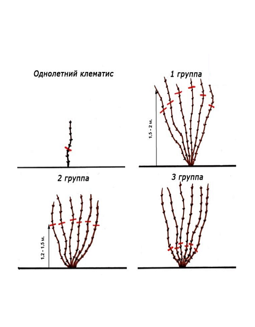 Клематис Свит Саммер Лав 1 шт Р9